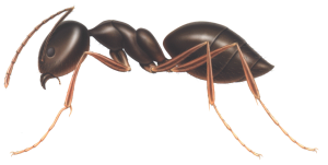 ant PNG-19348